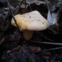 Cantharellus cibarius