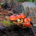 Hongos en Chile