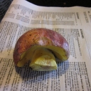 boletus