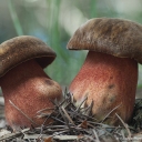 boletus