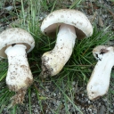 Agaricus