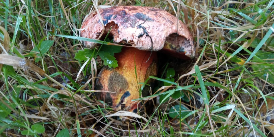 Hola a tod@s, os dejo unas fotos de lo que considero que son Imperator rhodopurpureus, encontrados en Murguia, en  bosque de robles.<br />Un saludo.