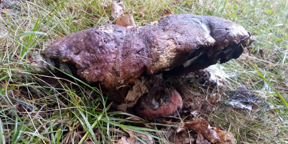 Hola a tod@s, os dejo unas fotos de lo que considero que son Imperator rhodopurpureus, encontrados en Murguia, en  bosque de robles.<br />Un saludo.