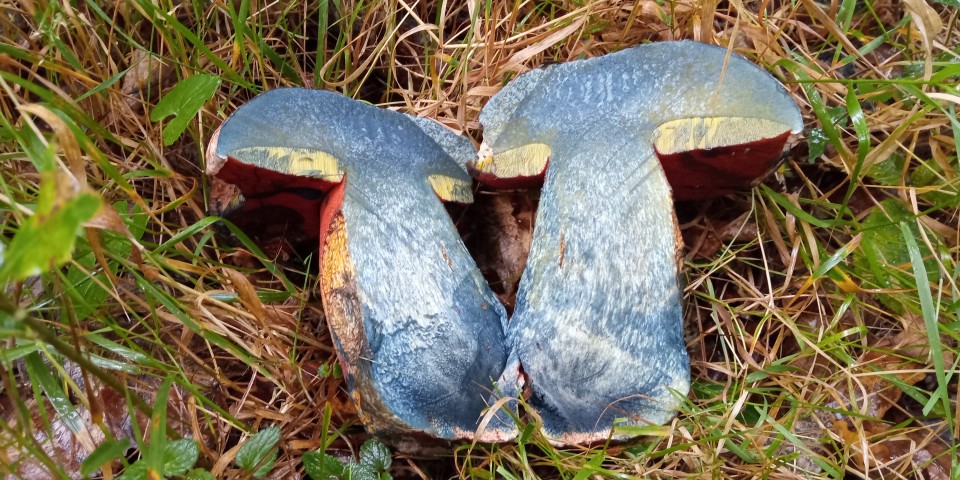 Hola a tod@s, os dejo unas fotos de lo que considero que son Imperator rhodopurpureus, encontrados en Murguia, en  bosque de robles.<br />Un saludo.