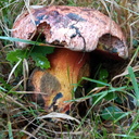 Hola a tod@s, os dejo unas fotos de lo que considero que son Imperator rhodopurpureus, encontrados en Murguia, en  bosque de robles.<br />Un saludo.