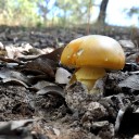 Amanita Cesarea