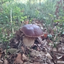 Boletus 2015