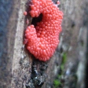 Myxomycetes