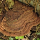 Ganoderma_applanatum_Cortegada