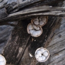 20150317 Crubiculum laeve sobre corteza de Eucalyptus globulus en Sanxenxo - Pontevedra