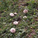 SUTAGAO'S FUNGI