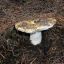 Russula ochroleuca