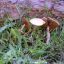 Agrocybe praecox