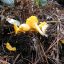 Cantharellus cibarius2