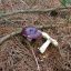 Russula caerulea