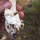 "Amanita ovoidea"