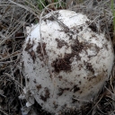 Amanita Strobiloformis