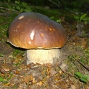 Boletus