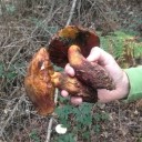 Boletus erythropus??