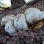 Fungis sin identificar