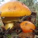 Amanita