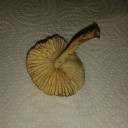 Setas de Alpujarra