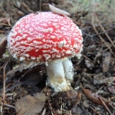 Amanita Muscaria