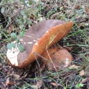 Boletus Aereus