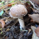 Amanita Phanterina