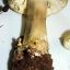 Amanita phalloides4