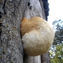 Hericium_erinaceum