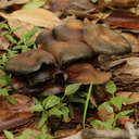 Psilocybe caerulescens