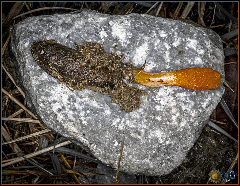 Cordyceps militaris