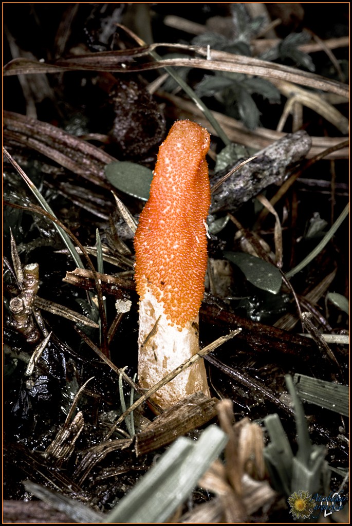 Cordyceps militaris