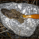 Cordyceps militaris