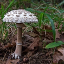 Macrolepiota proceraItxzb