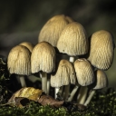 Fungi urbtx