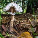 Macrolepiota proceraIItxzb