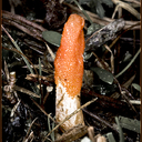 Cordyceps militaris