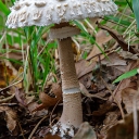 Macrolepiota proceraIIItxzb