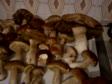 Colecta Boletus Edulis 2010