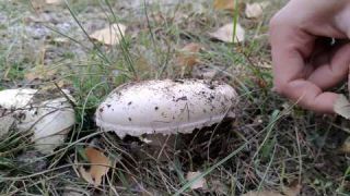 Amanita ovoidea. Identificación y comestibilidad.