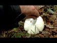 Russula cyanoxantha / Boletus reticulatus
