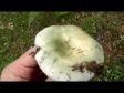 Russula virescens 2014