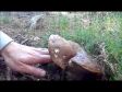 Boletus pinicola, Agaricus arvensis (2014-06-14)