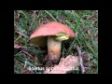 Boletus aereus eta konpainia