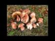 Boletus pinicola 2013.09.28