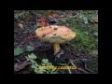 Amanita caesarea, Albatrellus pes caprae, Cantharellus cibarius...