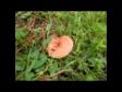 Lactarius deliciosus, quieticolor eta beste batzuk