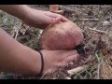 Boletus pinicola 2013 (B. pinophilus, calabaza, onddo beltza, cep) la rioja